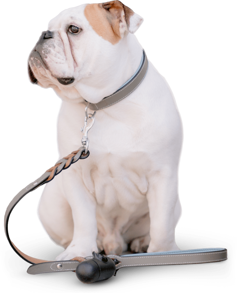 Bulldog