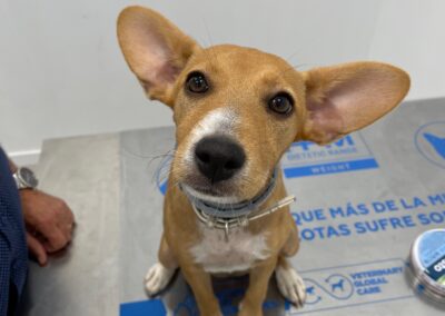 Mascota enveterinaria