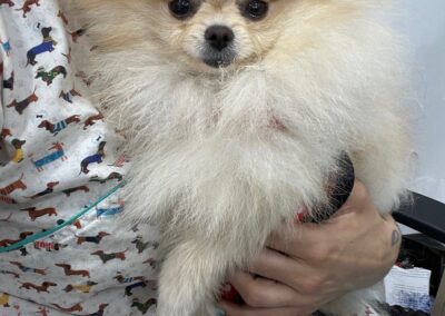 Perro con veterinaria