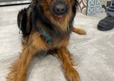 Veterinaria en Castellar del Valles