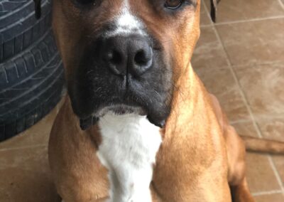 Perro en veterinaria