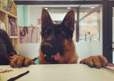 Mascota en veterinaria