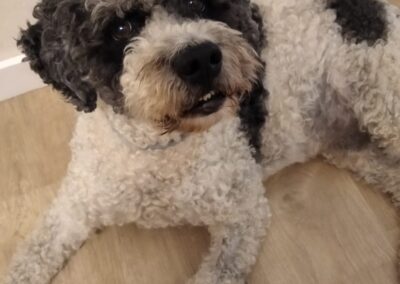 Perro en veterinario