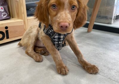 Perro en veterinario