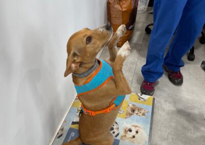 Perro en veterinario